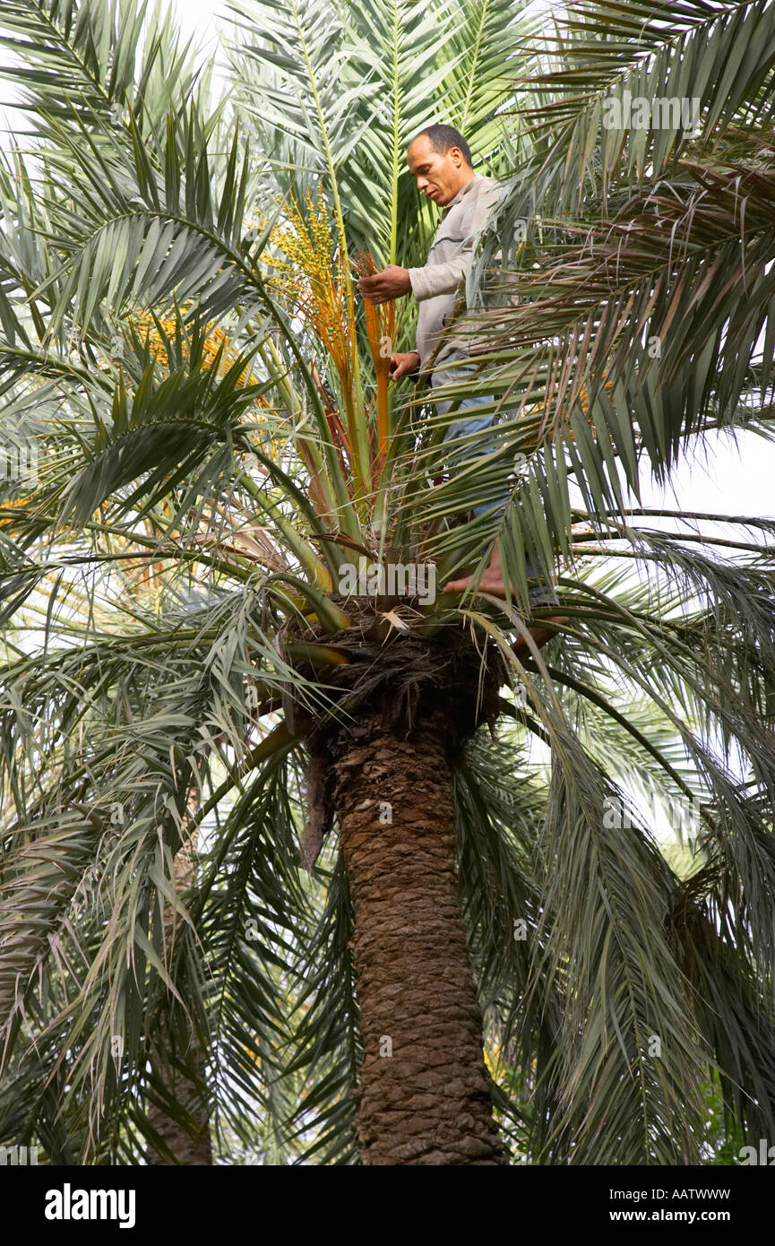 local worker applying male pollen to female date palm to pollenate date tree to improve yield in Tozeur tunisia Stock Photo