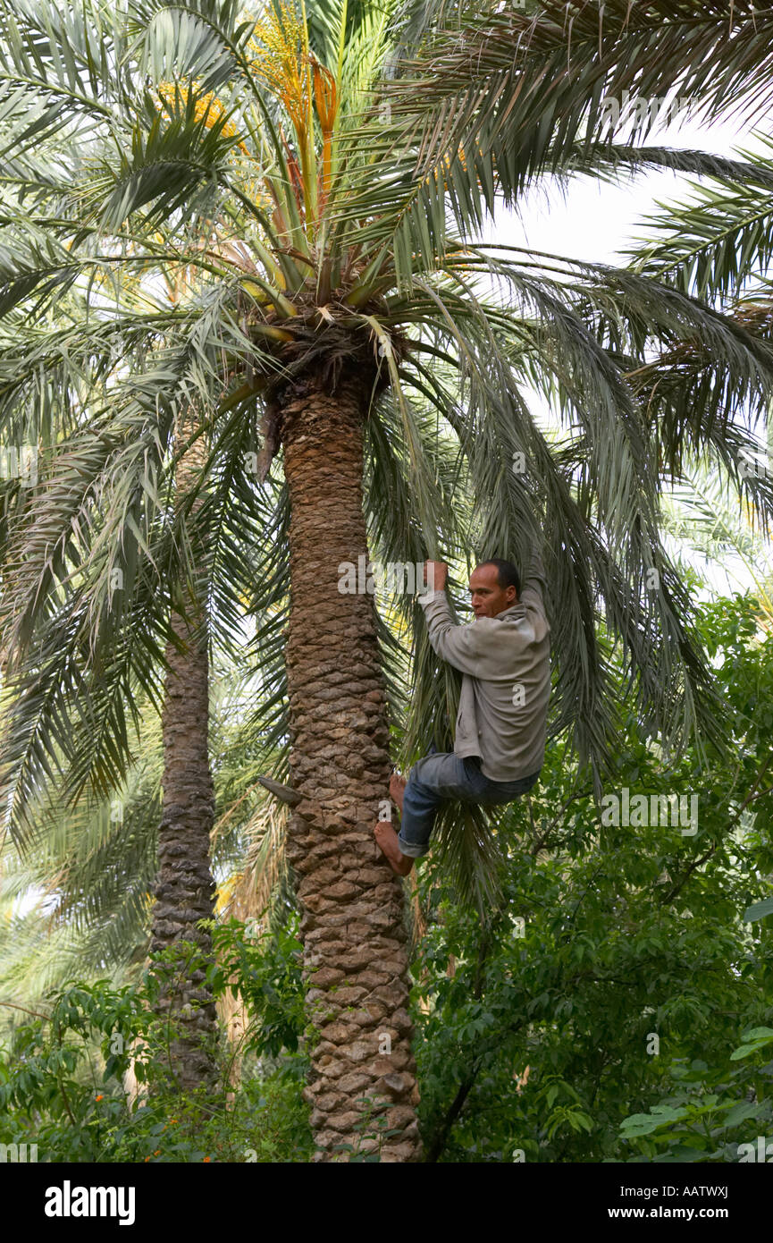 local worker hanging off date palm after climbing date tree in Tozeur tunisia Stock Photo