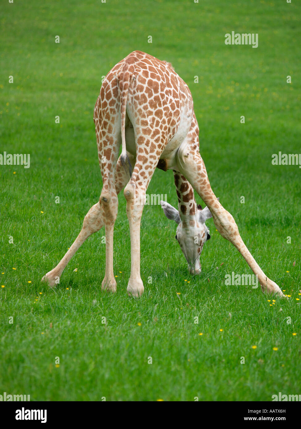 giraffe bending down to eat grass Longleat safari park Stock Photo - Alamy