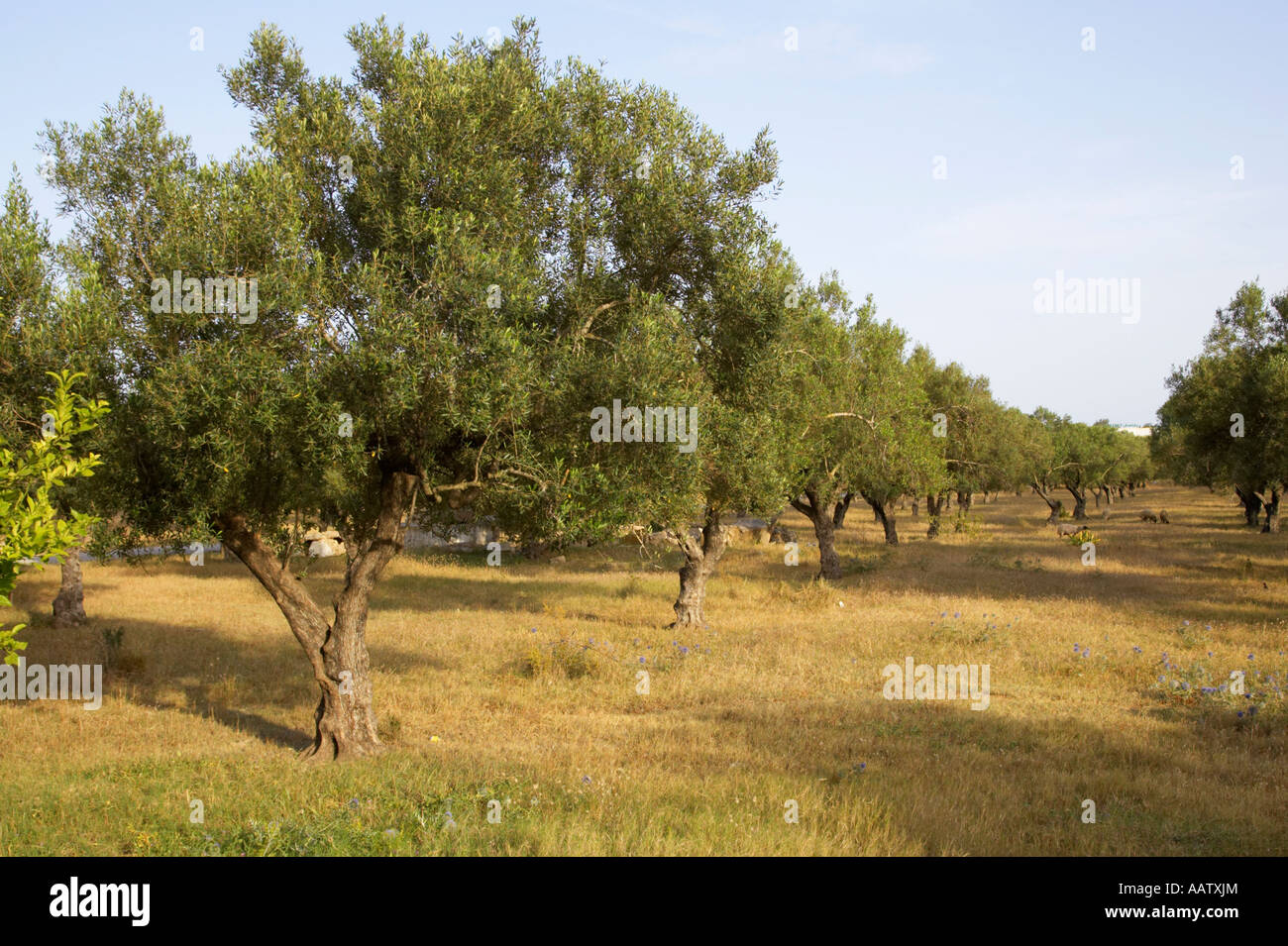 line of olive trees on farmland in hammamet tunisia Stock Photo