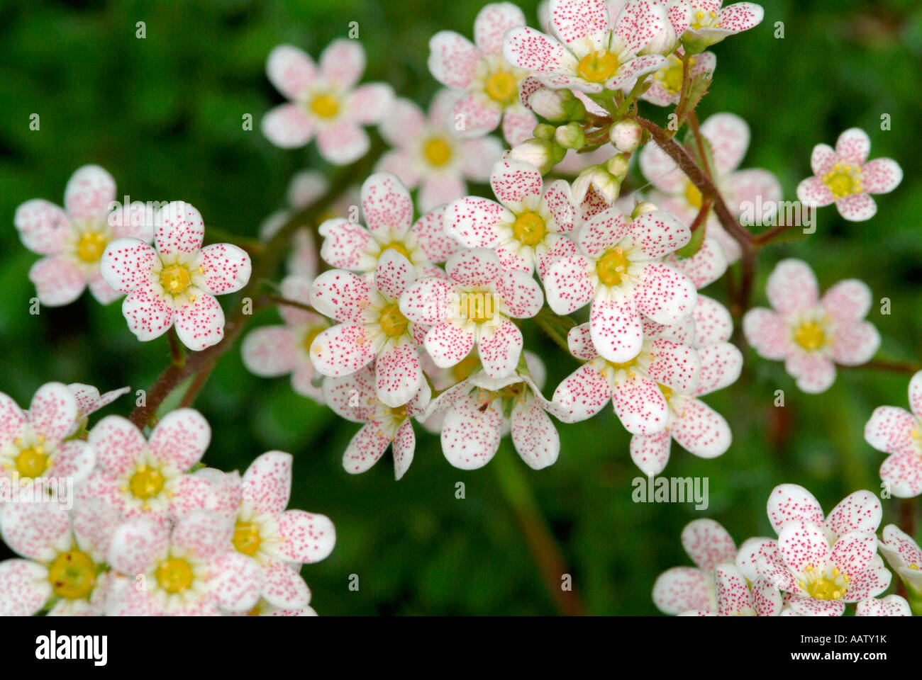 The white and pink flowers of the Saxifraga paniculata Stock Photo