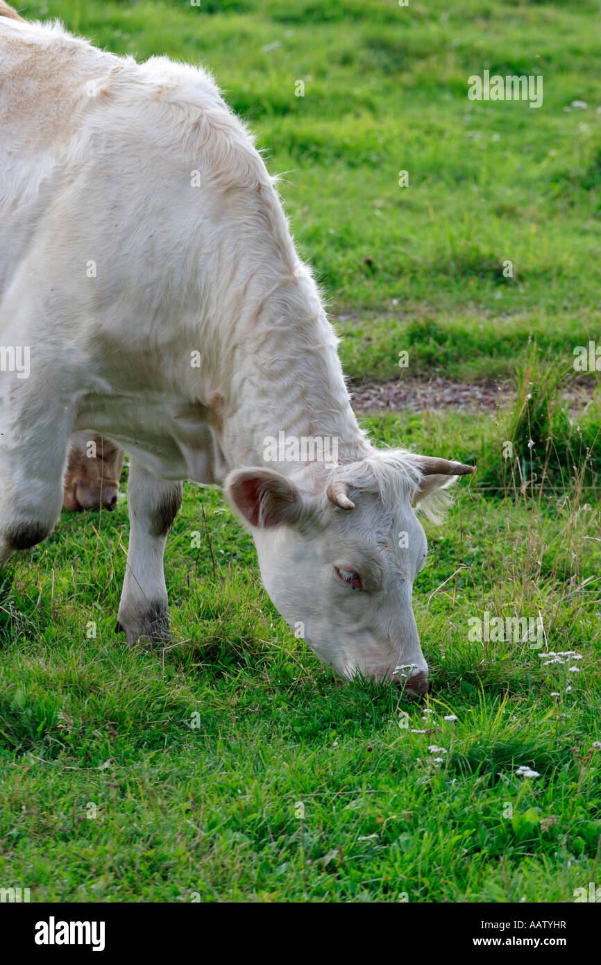 Cattle grazing in enclosed pasture hi-res stock photography and images ...
