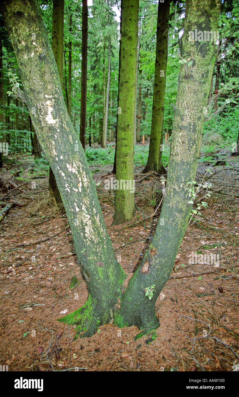 V Trees 1 Stock Photo - Alamy