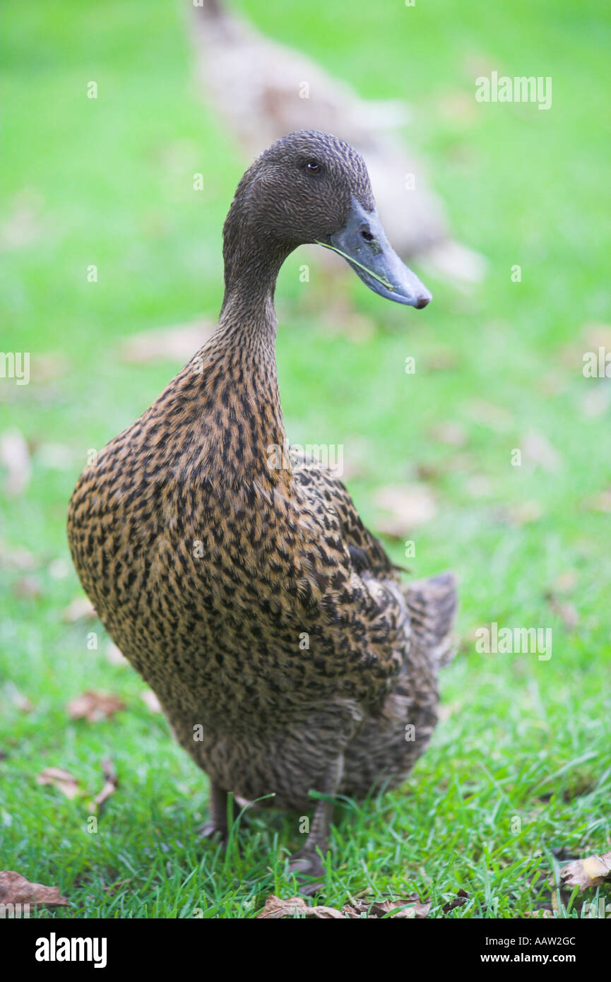 bed Neck Stock Photos & bed Neck Stock Images Alamy