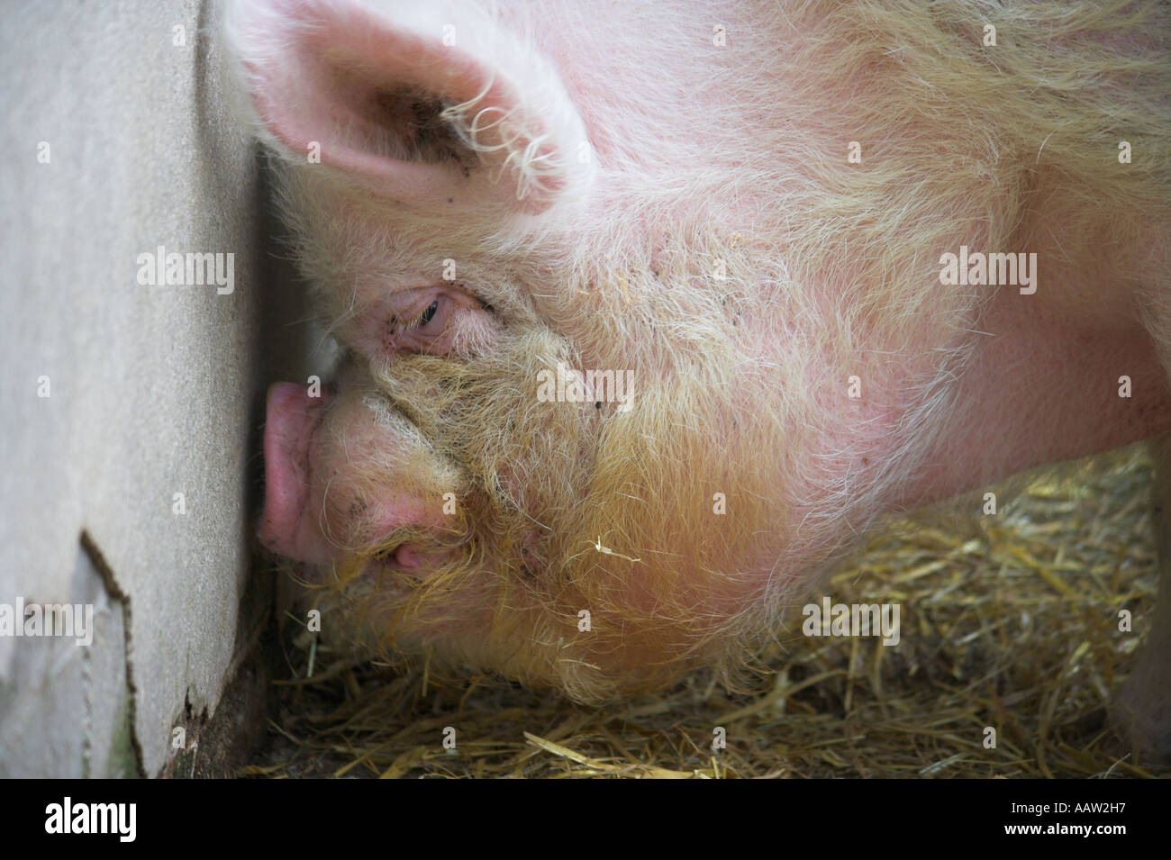 'Middle White' Pig at 'Burpham Court Farm' Stock Photo