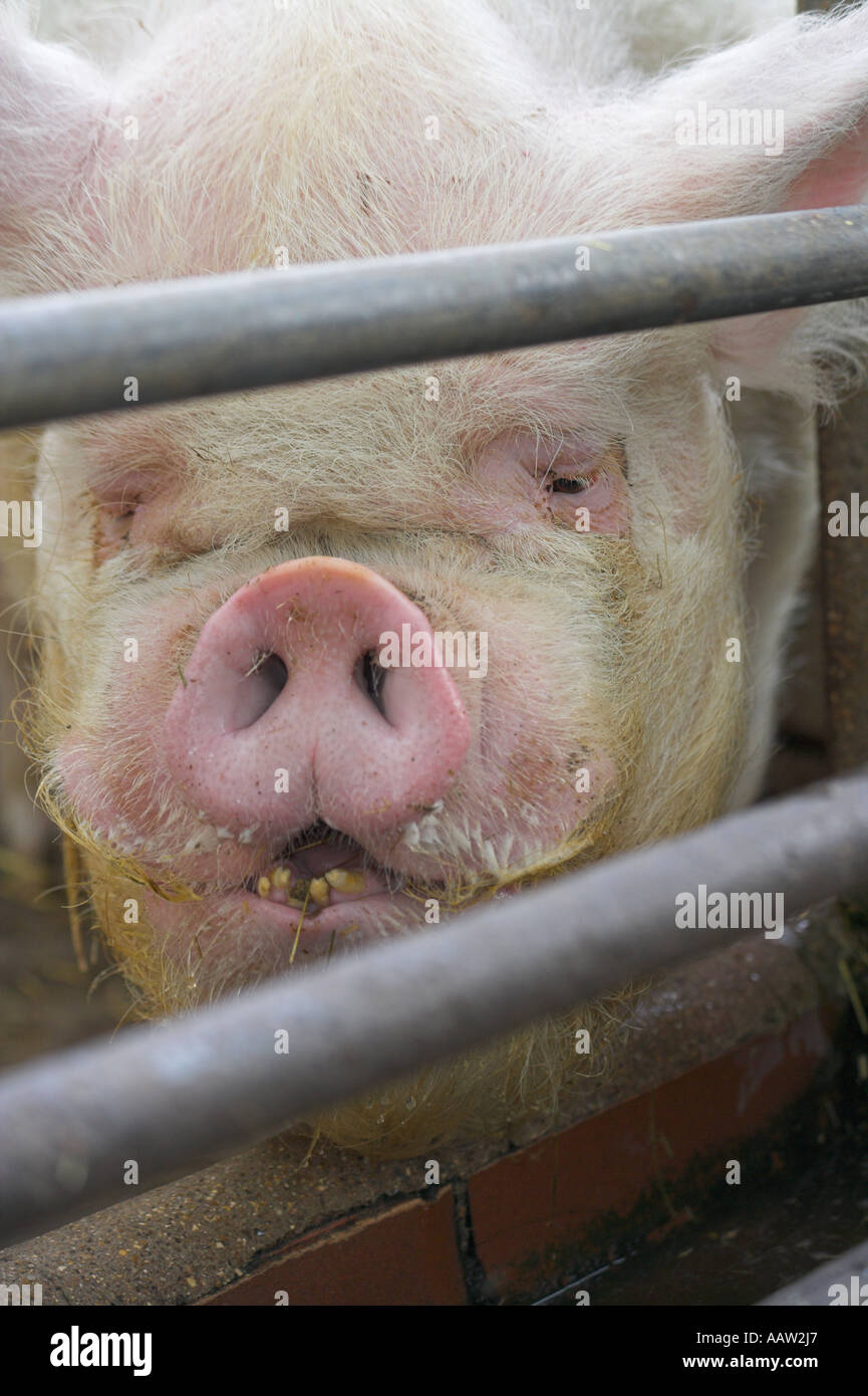 Portrait of an [ugly pig] at 'Burpham Court Farm' Stock Photo