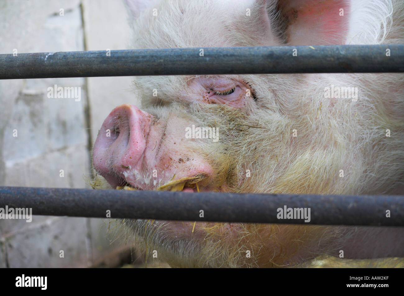 Head of [Rare Breed] 'Middle White' Pig [behind bars] in pigsty Stock Photo