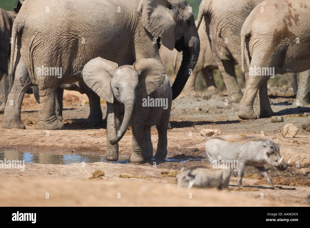 African elephant Loxodonta africana calf chasing warthogs Addo Elephant National Park South Africa Stock Photo