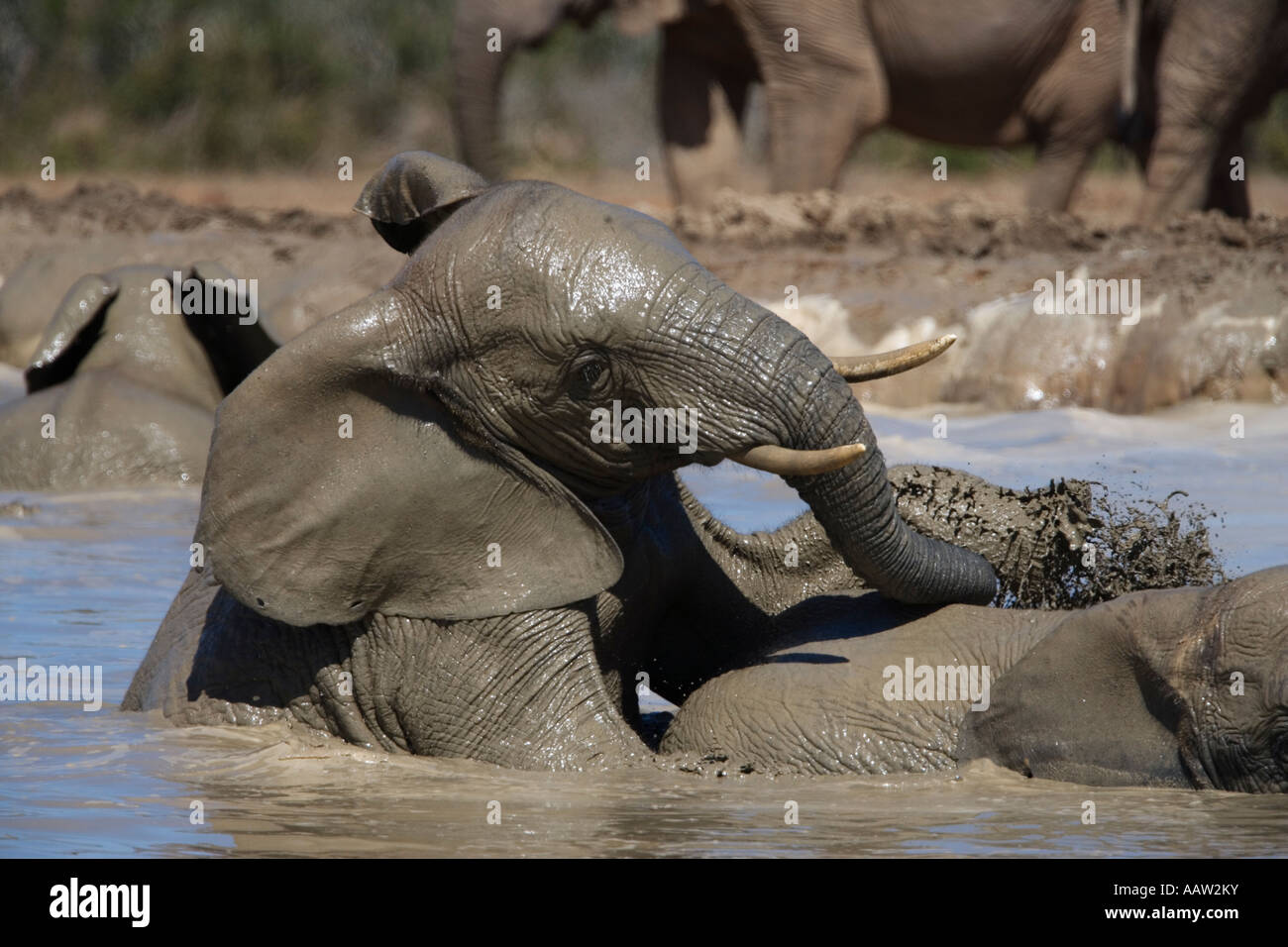 African elephants Loxodonta africana in water Addo Elephant National Park South Africa Stock Photo