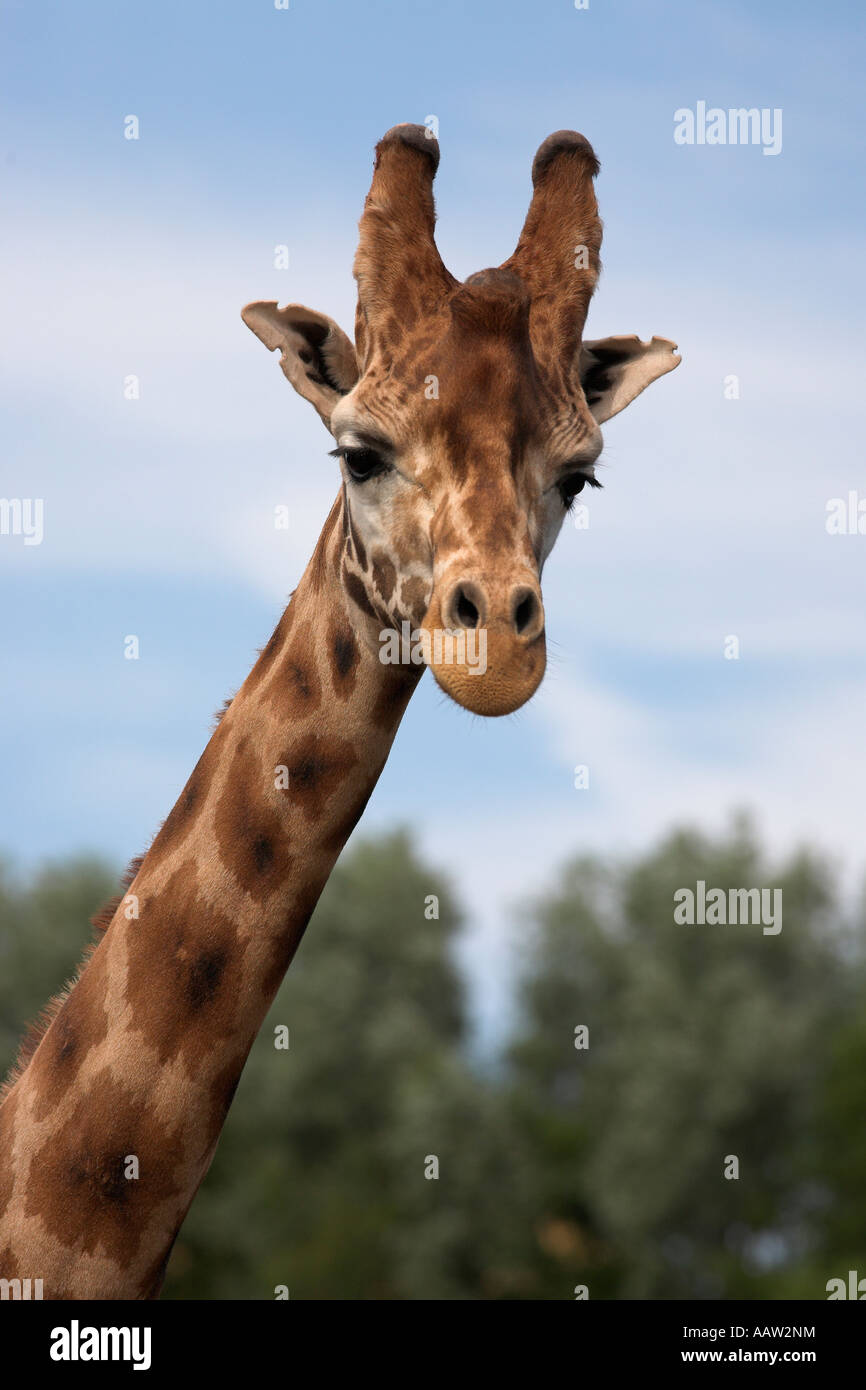 Rothschilds giraffe Giraffa camelopardalis rothschildi captive native to East Africa Stock Photo