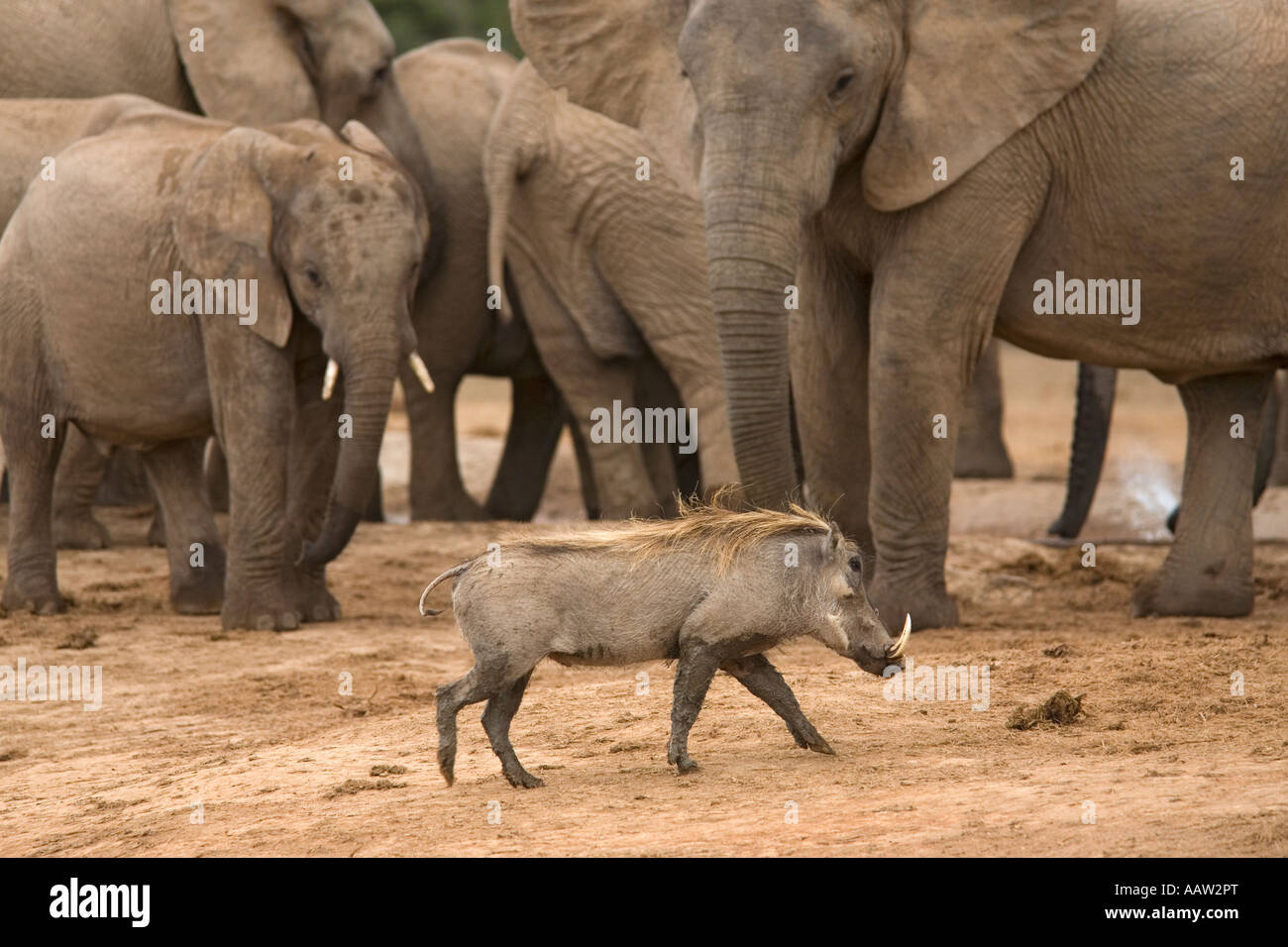 Warthog Phacochoerus aethiopicus Addo national park South Africa Stock Photo