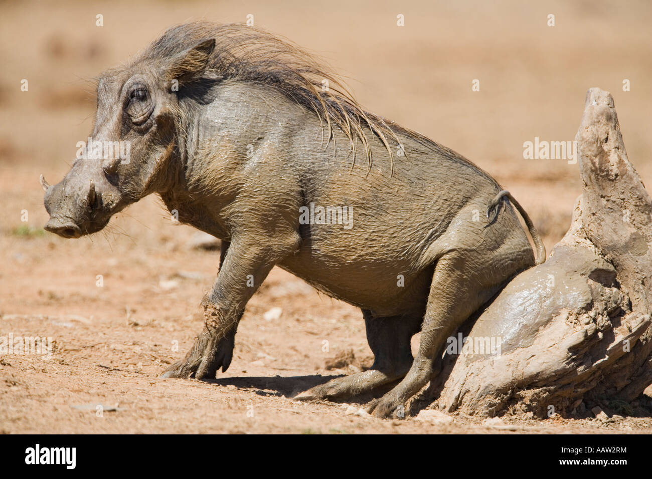 Warthog Phacochoerus aethiopicus at rubbing post Addo national park South Africa Stock Photo