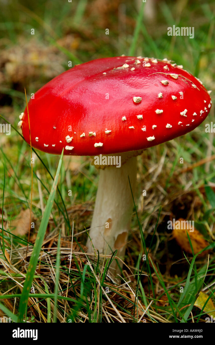 Fly Agaric fungus in a woodland setting Stock Photo