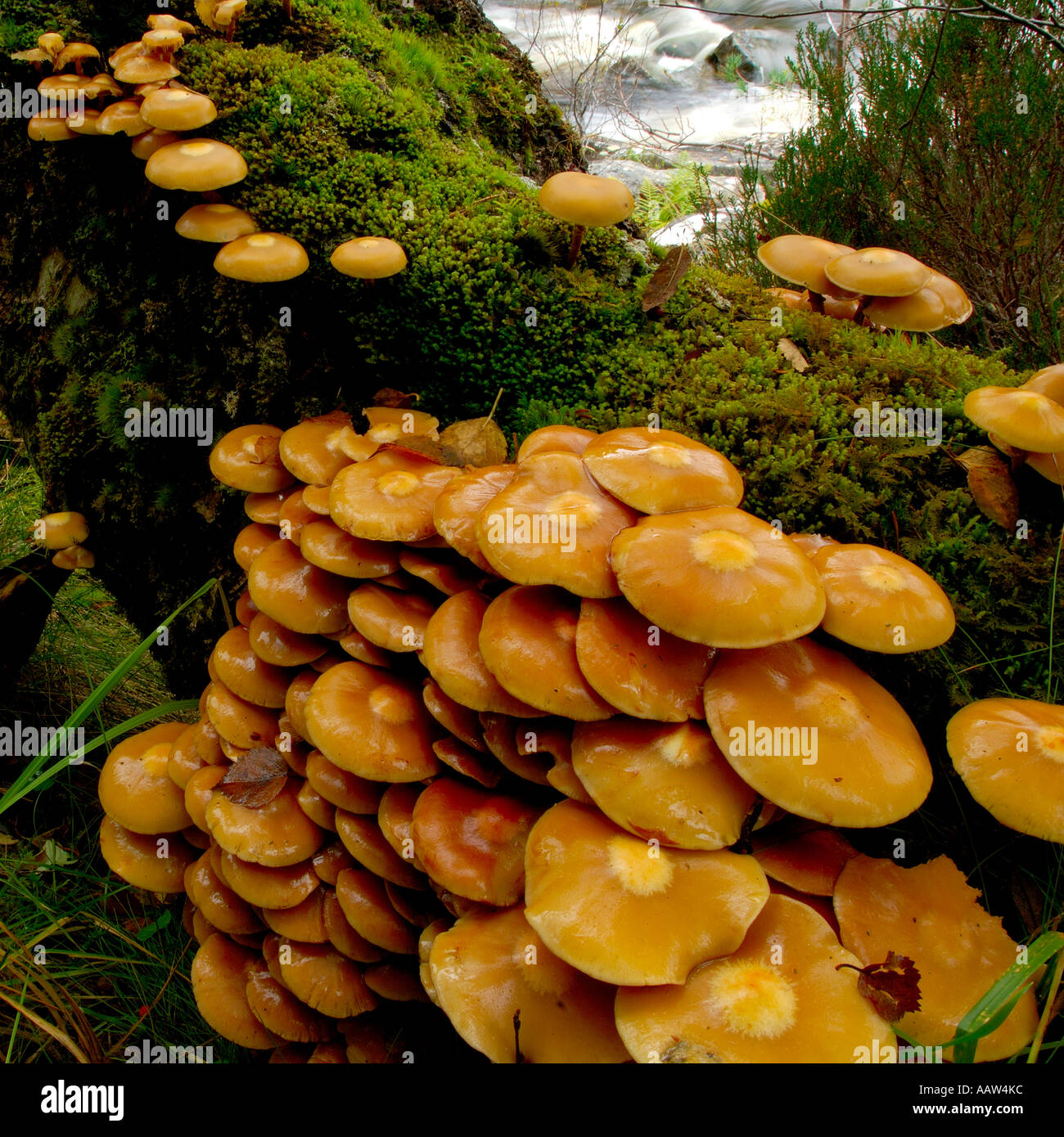 Close up of a cluster of honey coloured woodland fungi Stock Photo