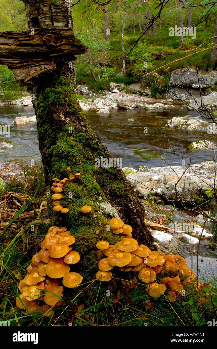 Cluster of honey coloured woodland fungi attached to the base of a rotting tree trunk beside a fast flowing river Stock Photo