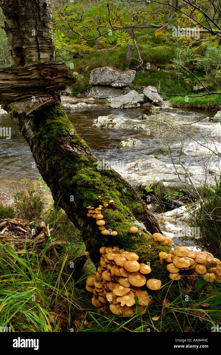 Cluster of honey coloured woodland fungi attached to the base of a rotting tree trunk beside a fast flowing river Stock Photo
