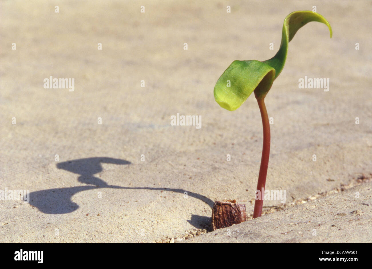 Sycamore Seedling Growing Between Paving Slabs Stock Photo