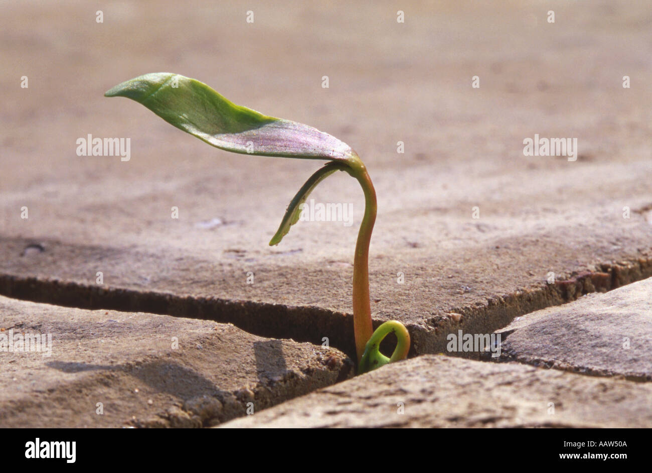 Sycamore Seedling Growing Between Paving Slabs Stock Photo