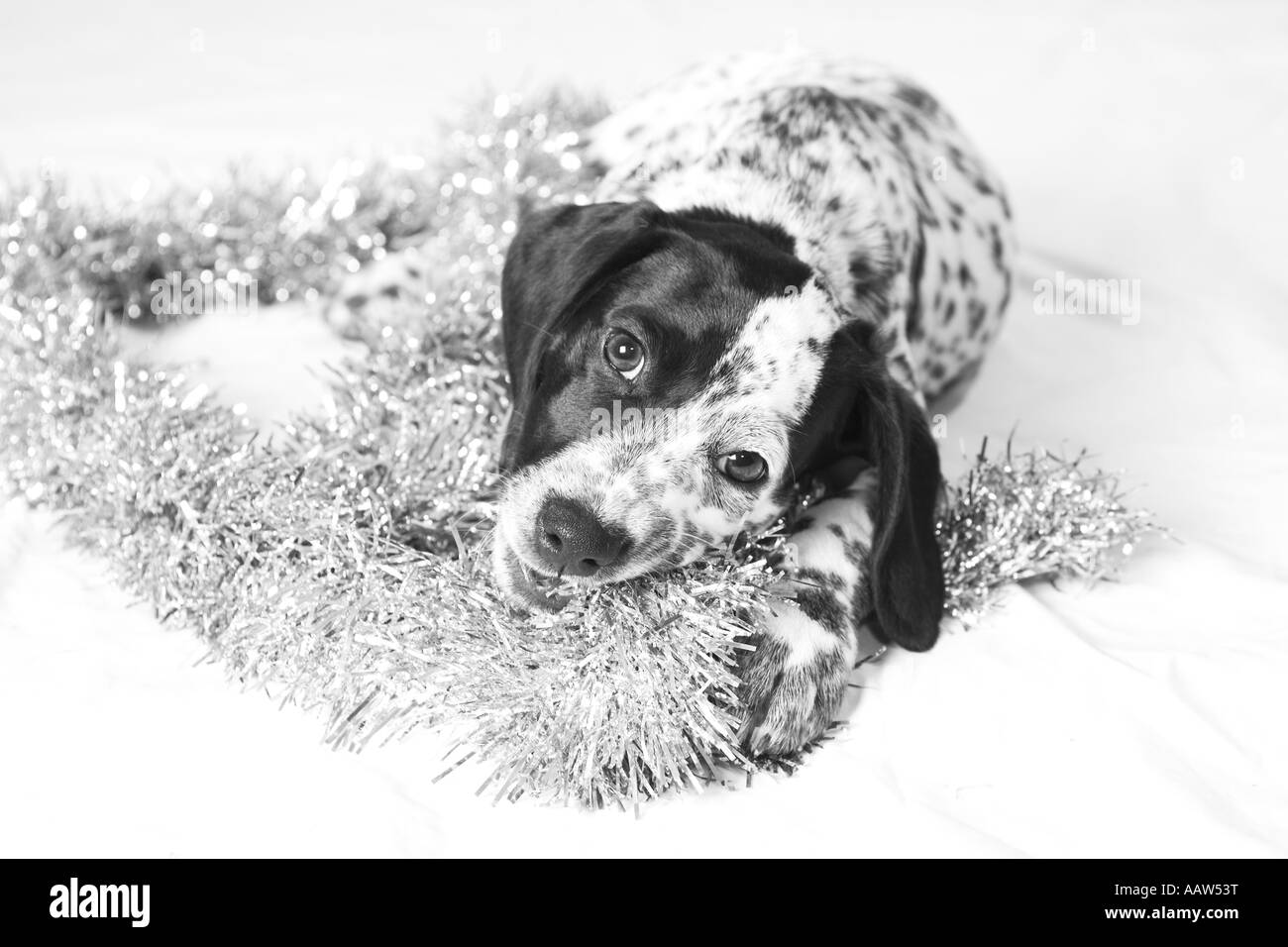 dalmatian puppy surrounded in tinsel at christmas Stock Photo