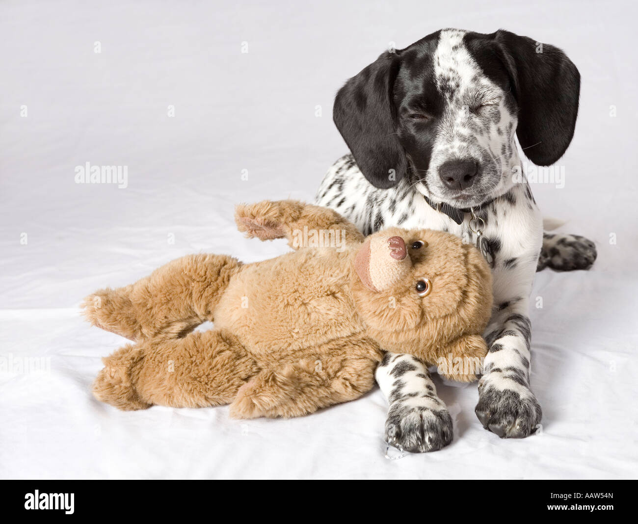dalmatian teddy bear