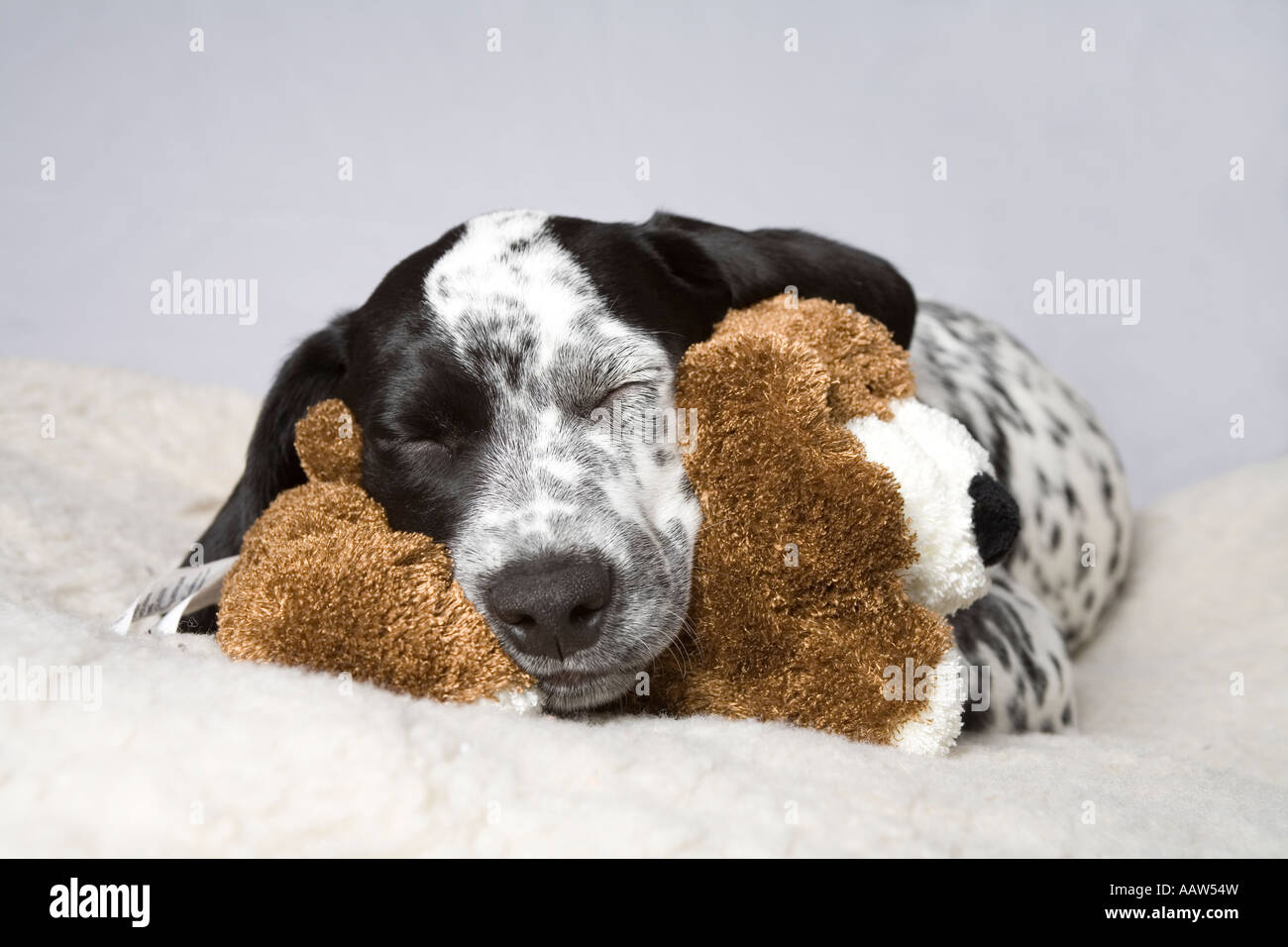 dalmatian teddy bear