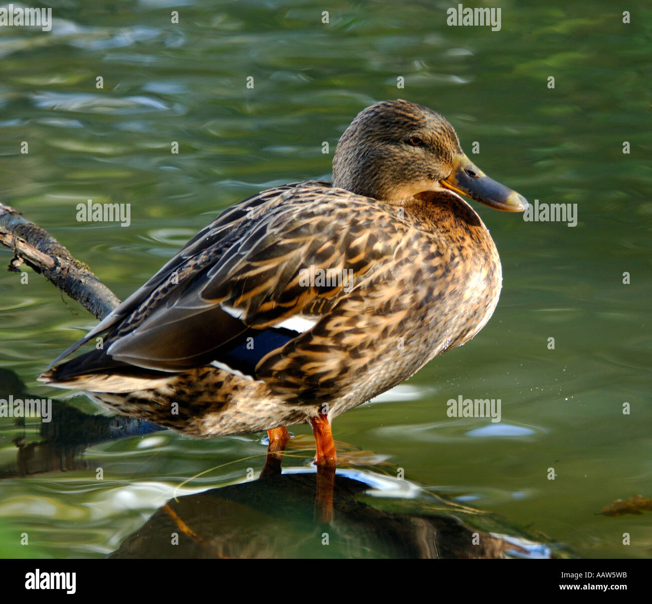 Nice clear image of a duck standing in very clear water at the edge of a lake Stock Photo
