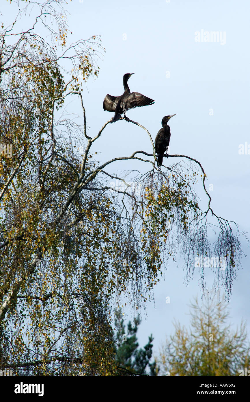 Pair of cormorants sitting high up in the branches of a tree one with wings outstretched and plenty of plumage detail visible Stock Photo