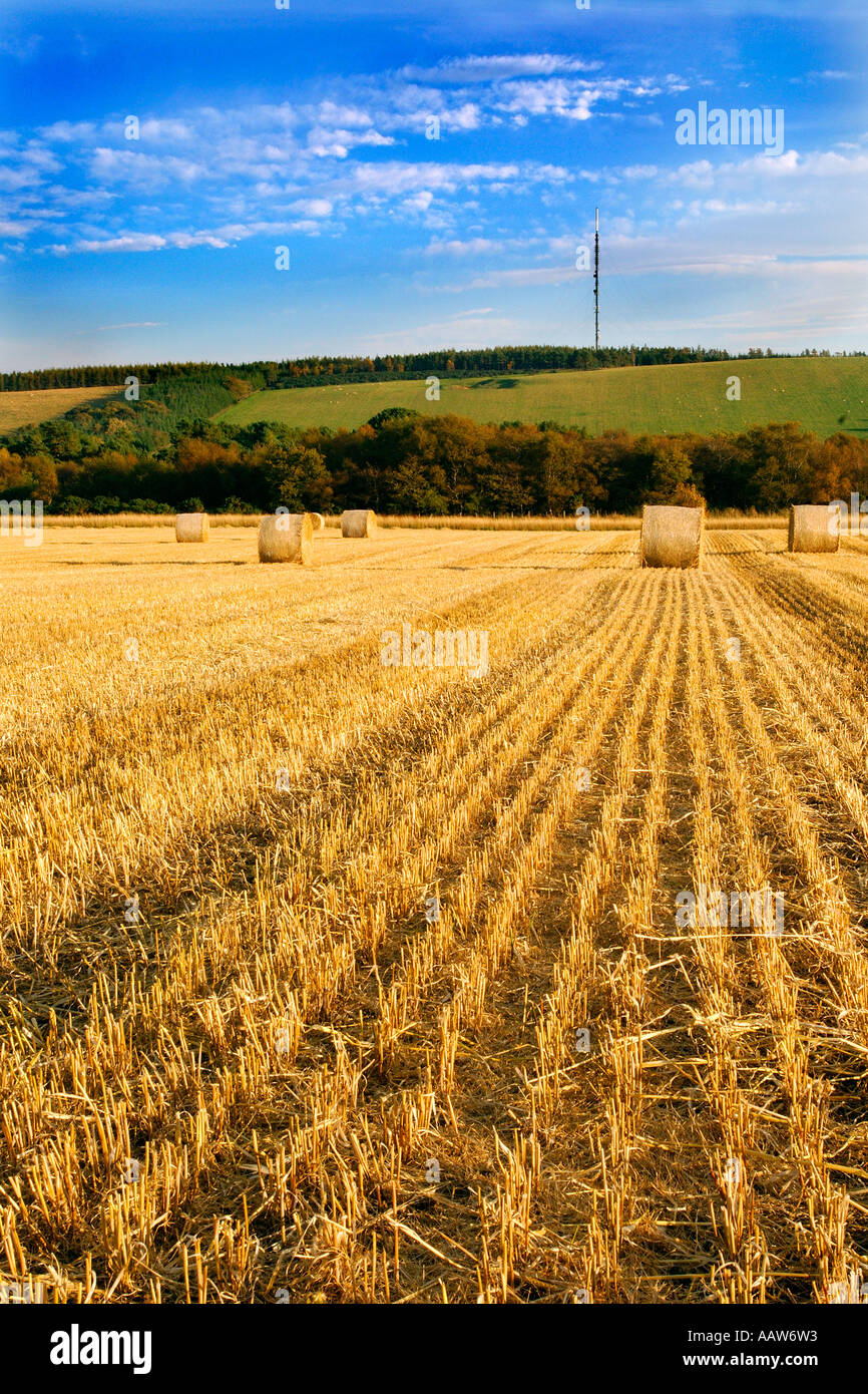 Harvested field scattered with hay bales under a blue sky with broken ...