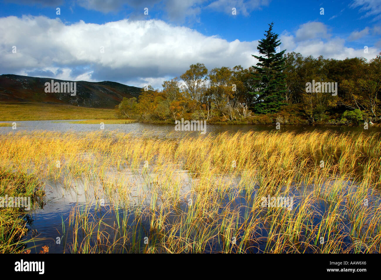 Tranquil image of Loch Tarff in the Scottish highlands with golden grasses protruding from the surface of the water Stock Photo