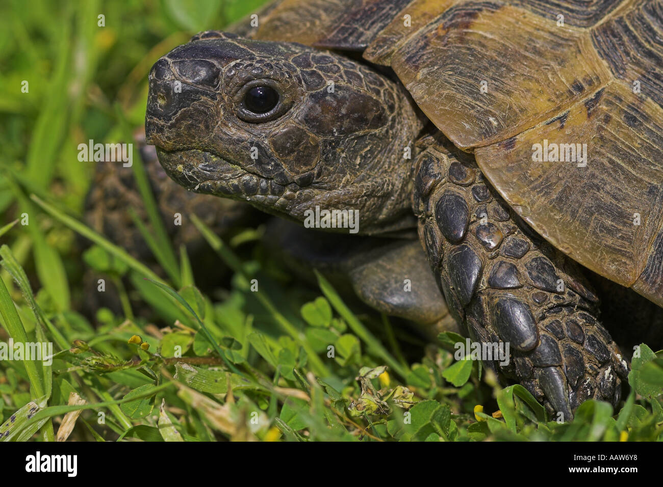 Hermanns tortoise testudo hermanni hi-res stock photography and images ...