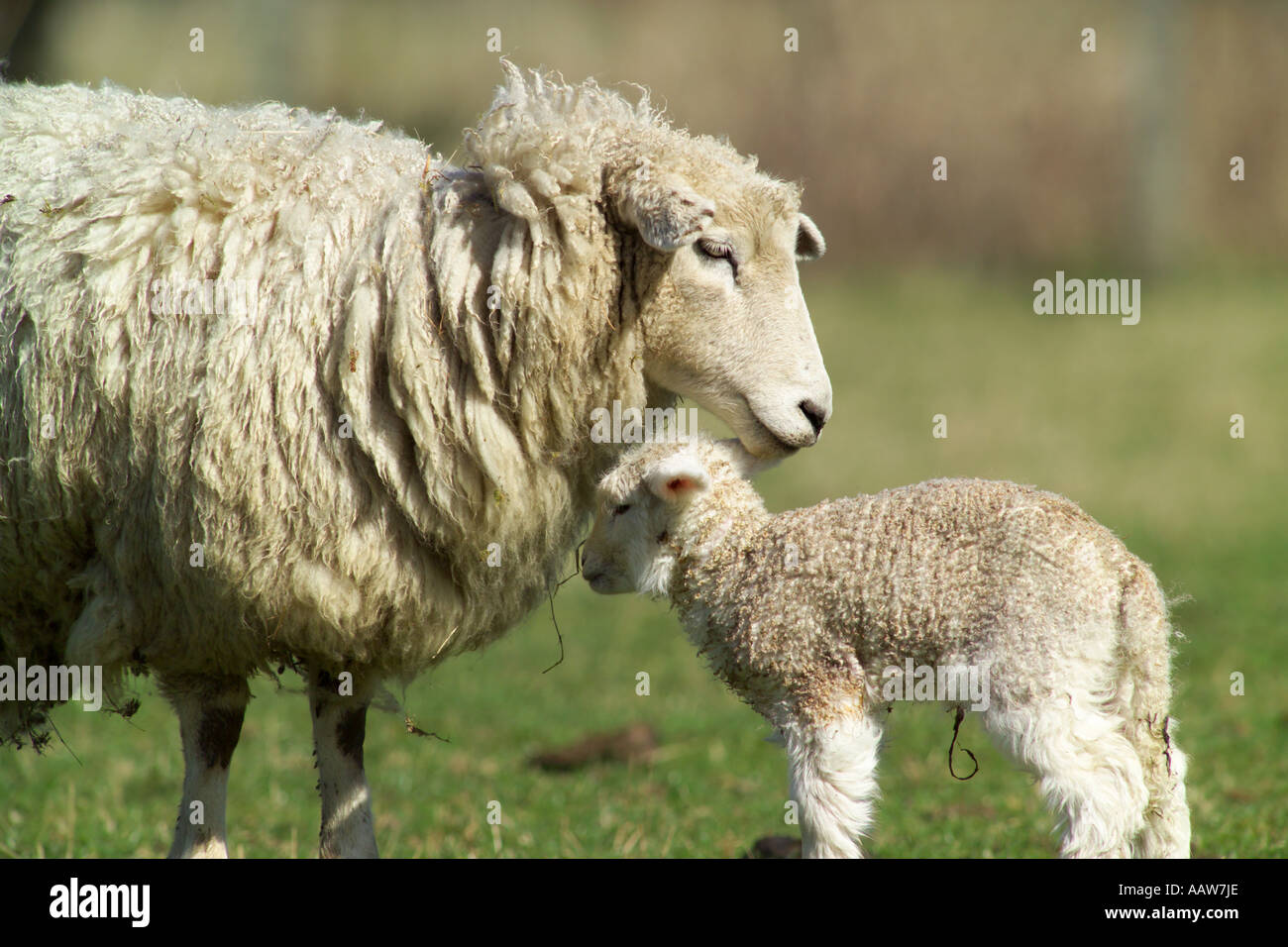 sheep newborn lamb and mother in field Stock Photo - Alamy