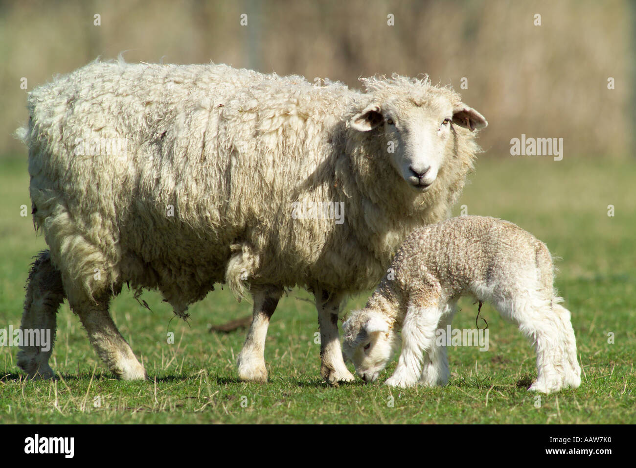 sheep newborn lamb and mother in field Stock Photo - Alamy