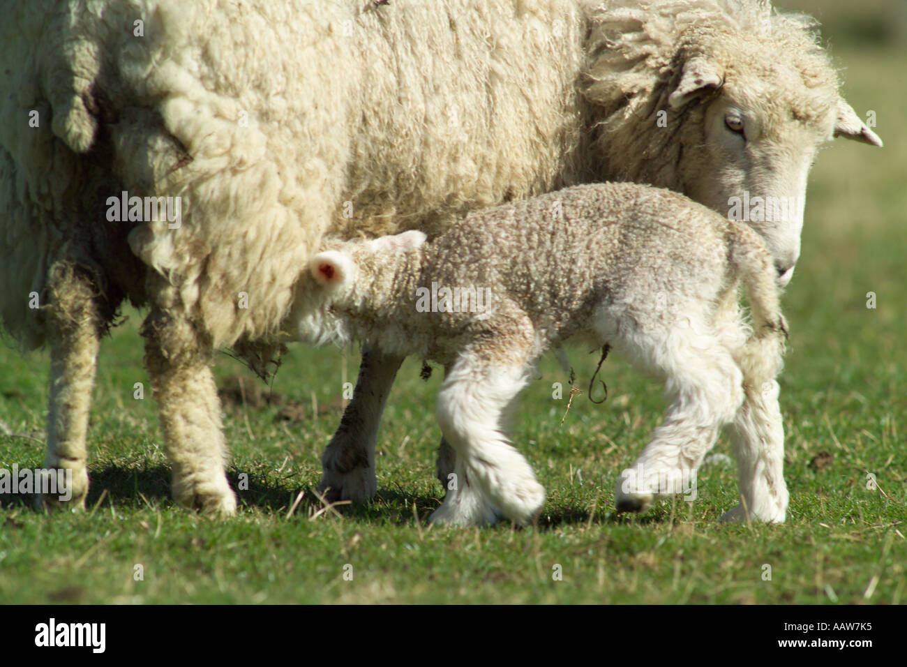 sheep newborn lamb and mother in field Stock Photo - Alamy