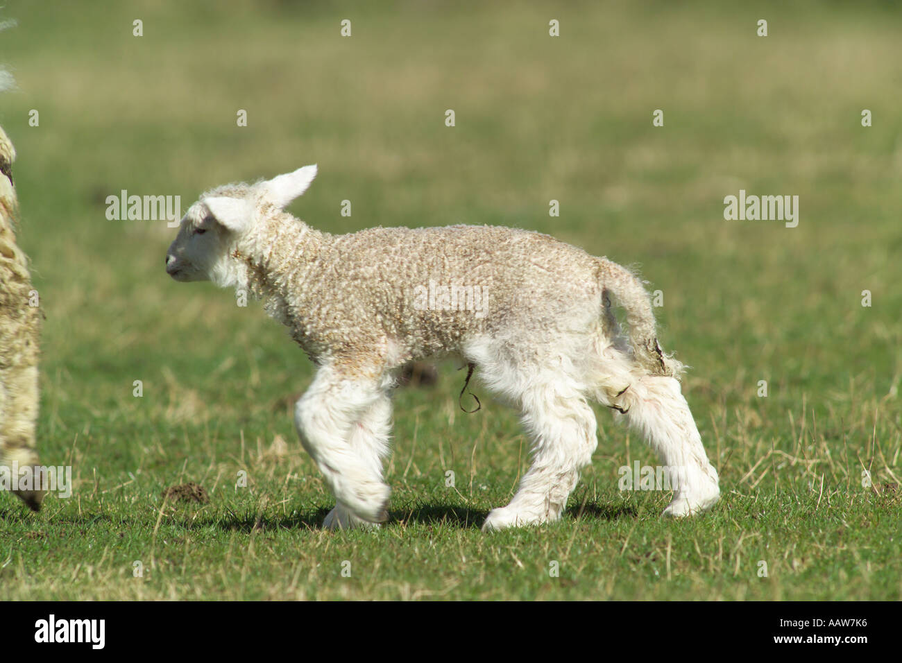 sheep newborn lamb and mother in field Stock Photo - Alamy