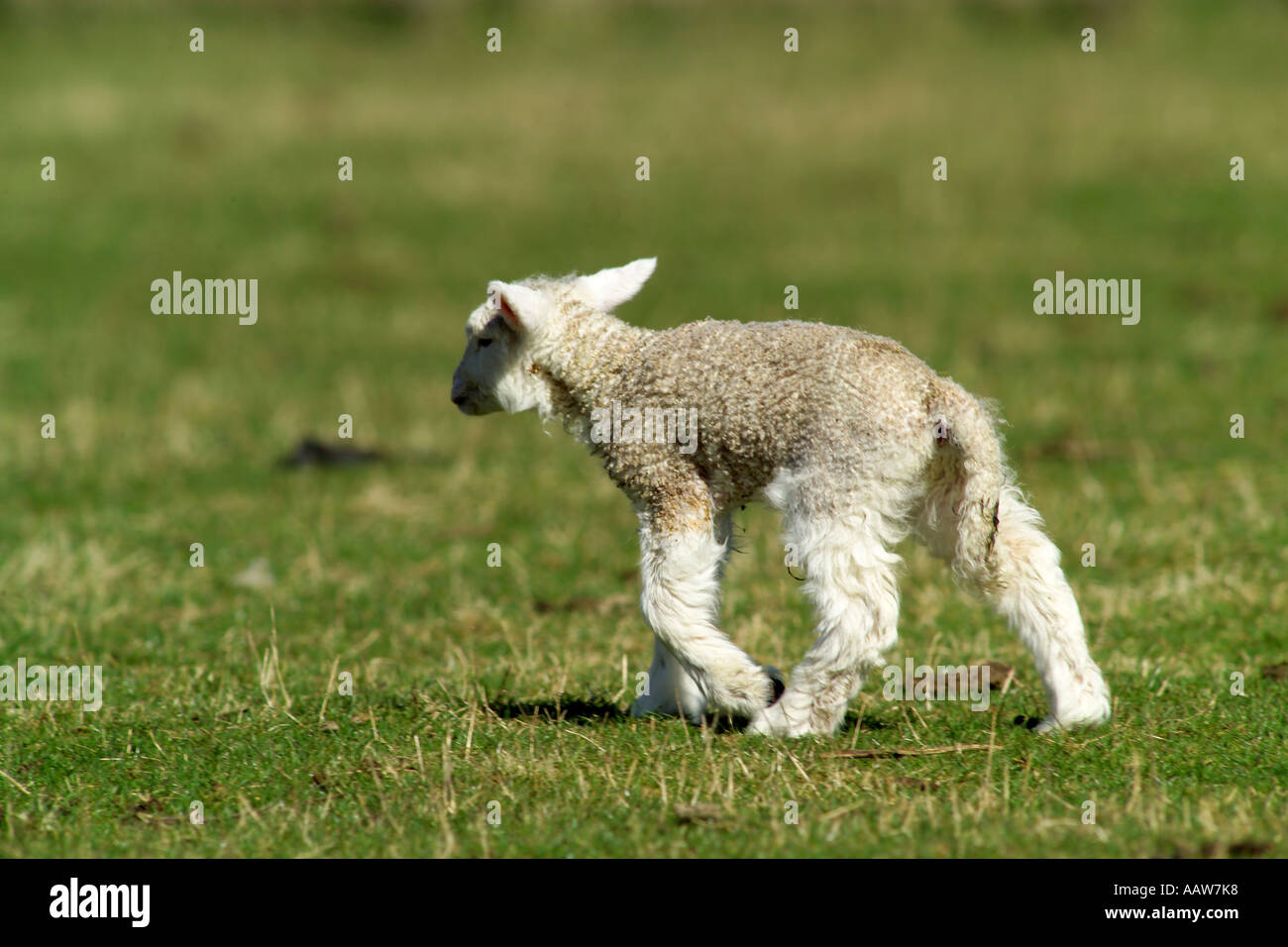 sheep newborn lamb and mother in field Stock Photo - Alamy