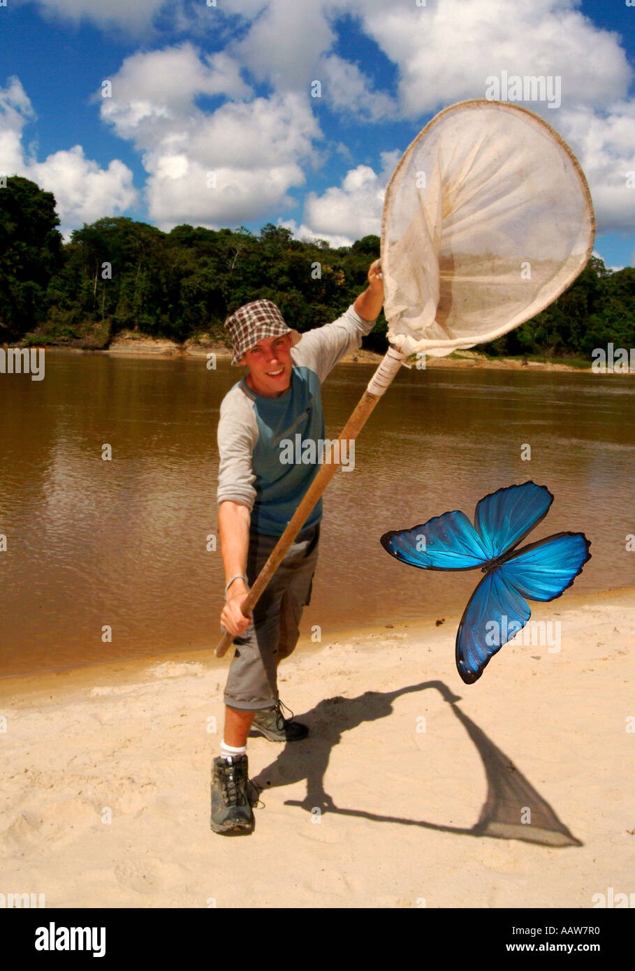 Butterfly Collector catching butterflies BLUE MORPHO BUTTERFLY Morpho sp Stock Photo