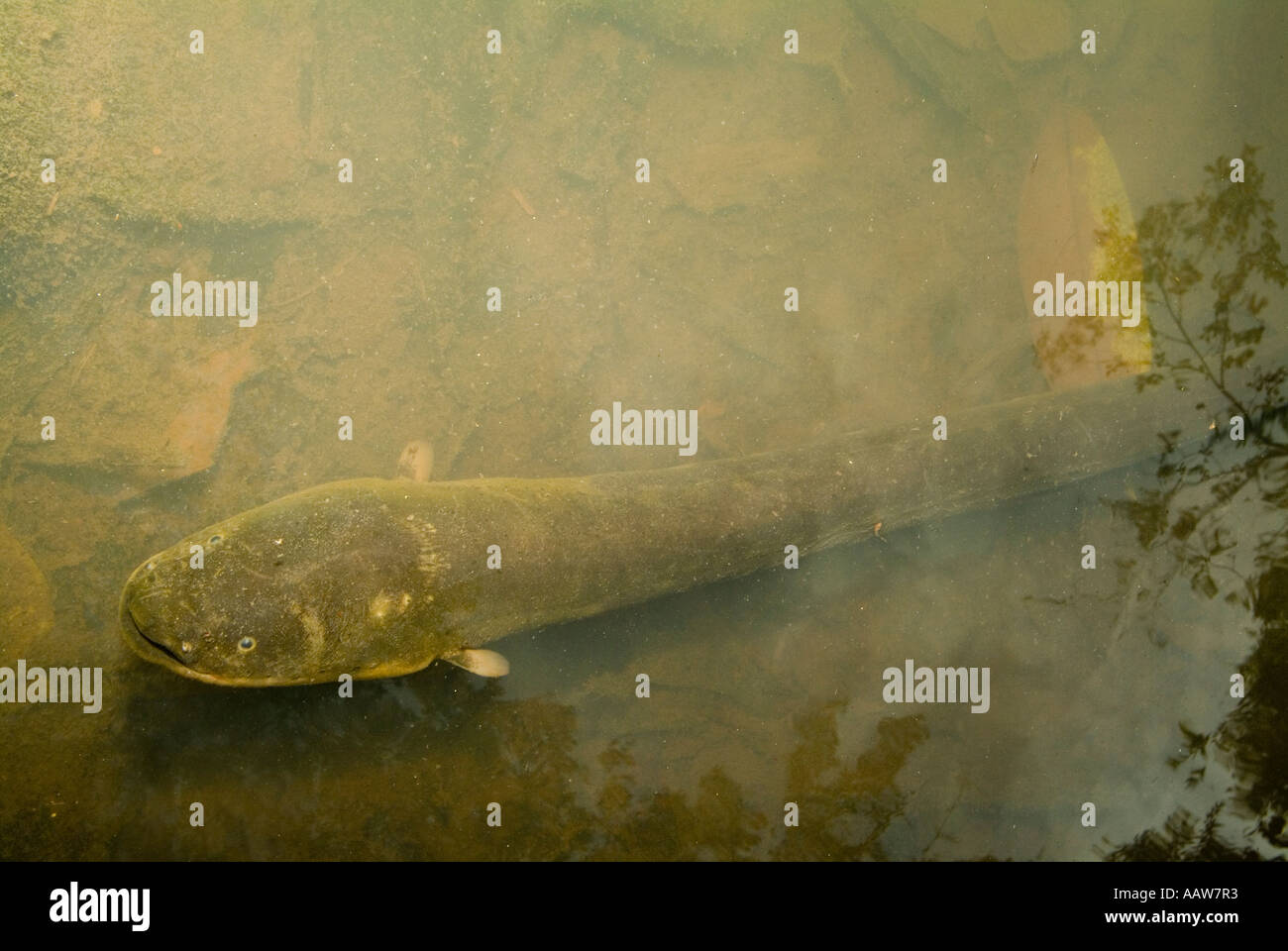 ELECTRIC EEL Electrophorus electricus Amazonian Rainforest, Yavari Valley, Loreto, Peru Stock Photo