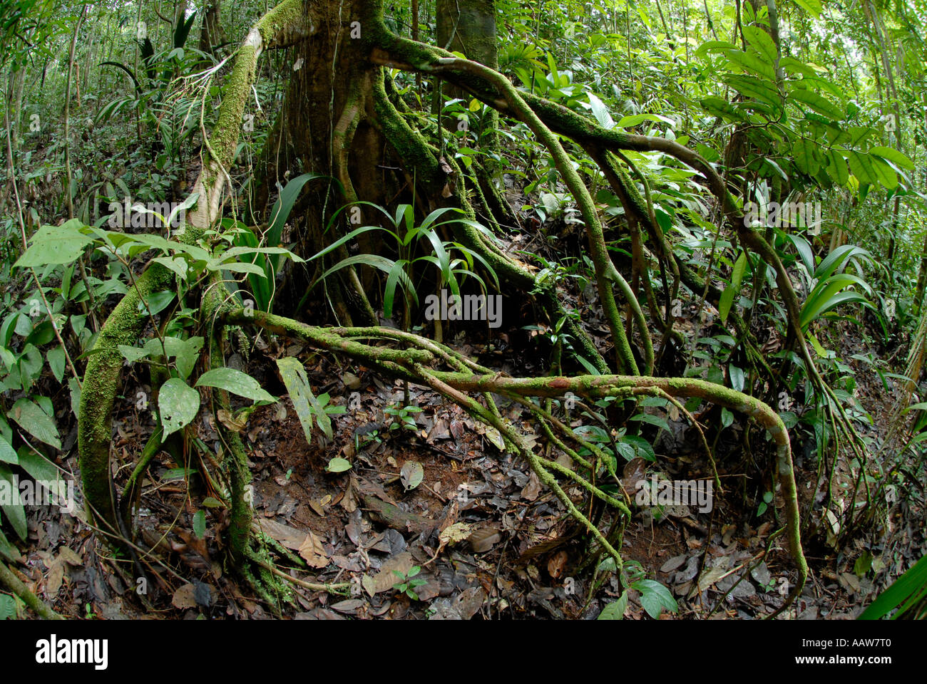Stilt roots in the Amazon Rainforest. Lago Preto Conservation Concession, Yavari River, Loreto