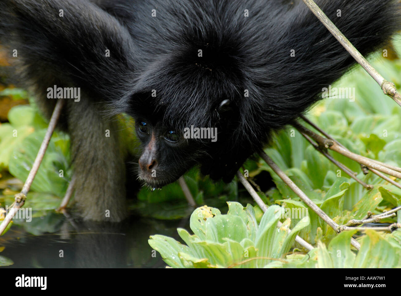 BLACK FACED BLACK SPIDER MONKEY ATELES PANISCUS CHAMEK Stock Photo - Alamy