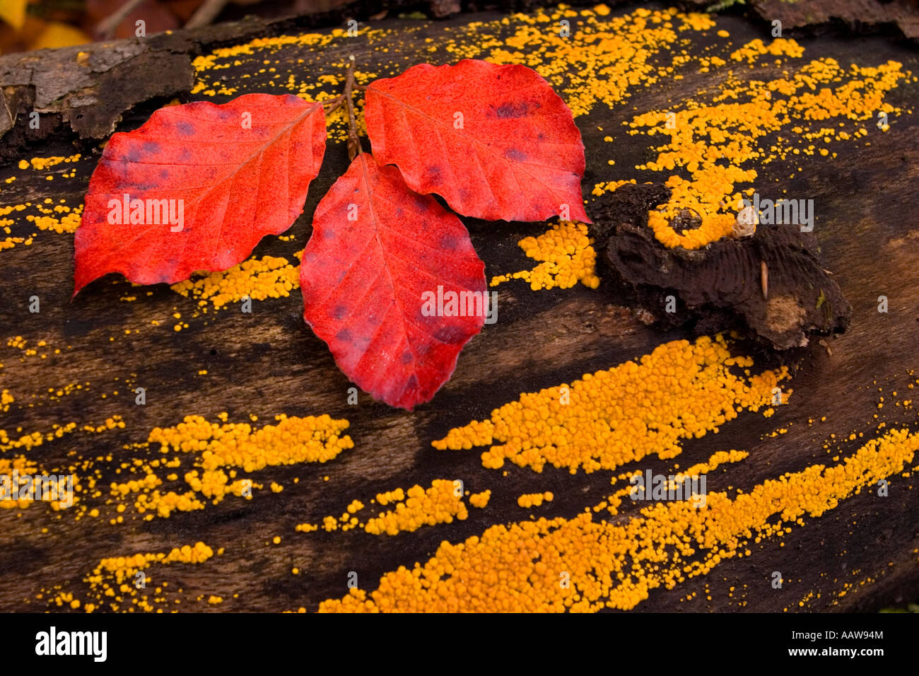 Forest red leaves hi-res stock photography and images - Alamy