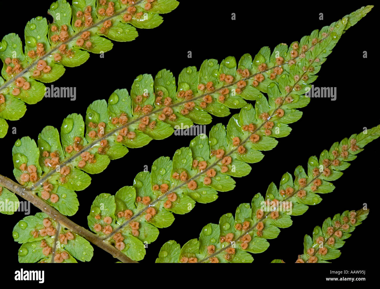 Fern Leaves ( Cyatheales ) with Seeds Stock Photo