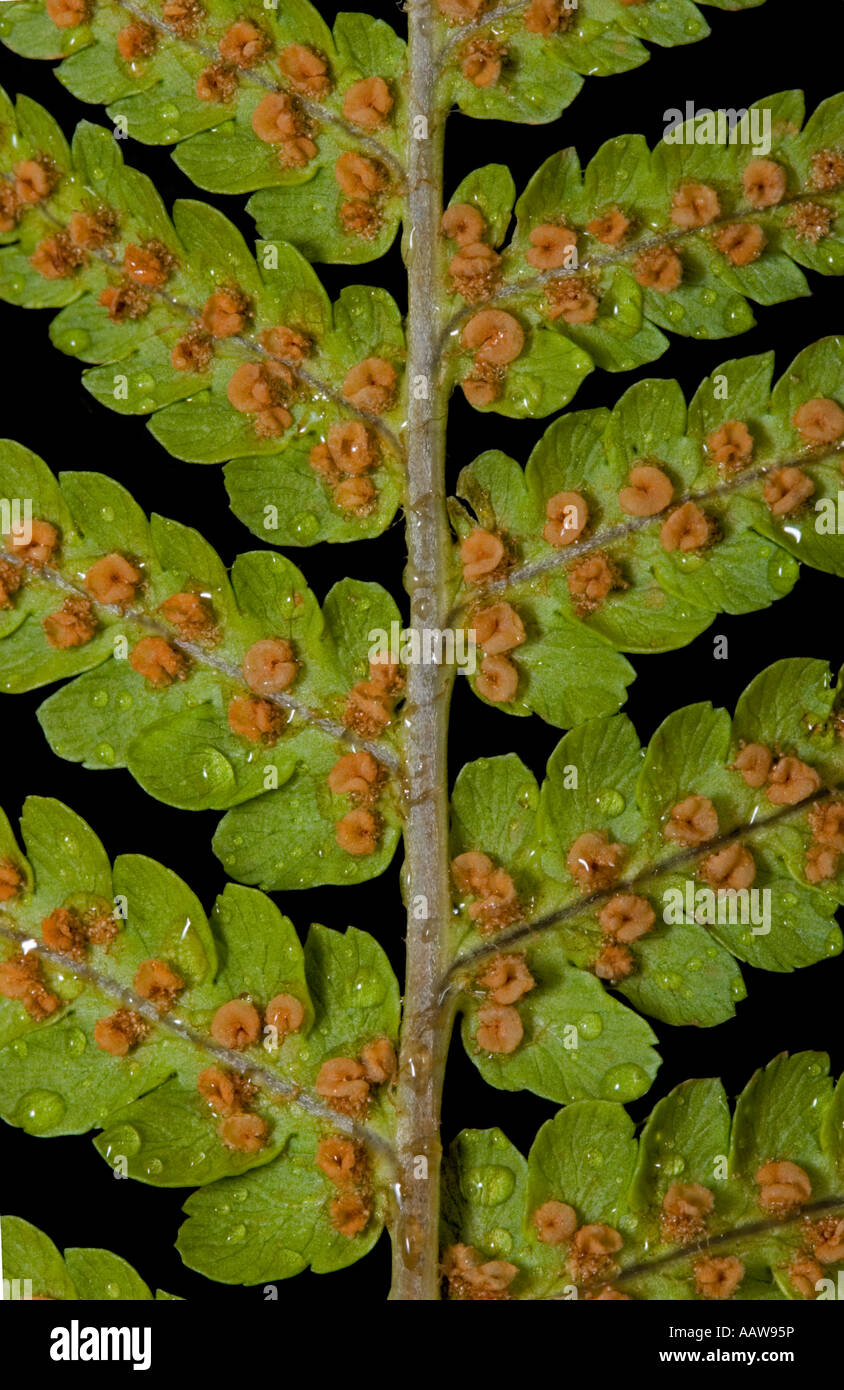 Fern Leaves ( Cyatheales ) with Seeds Stock Photo