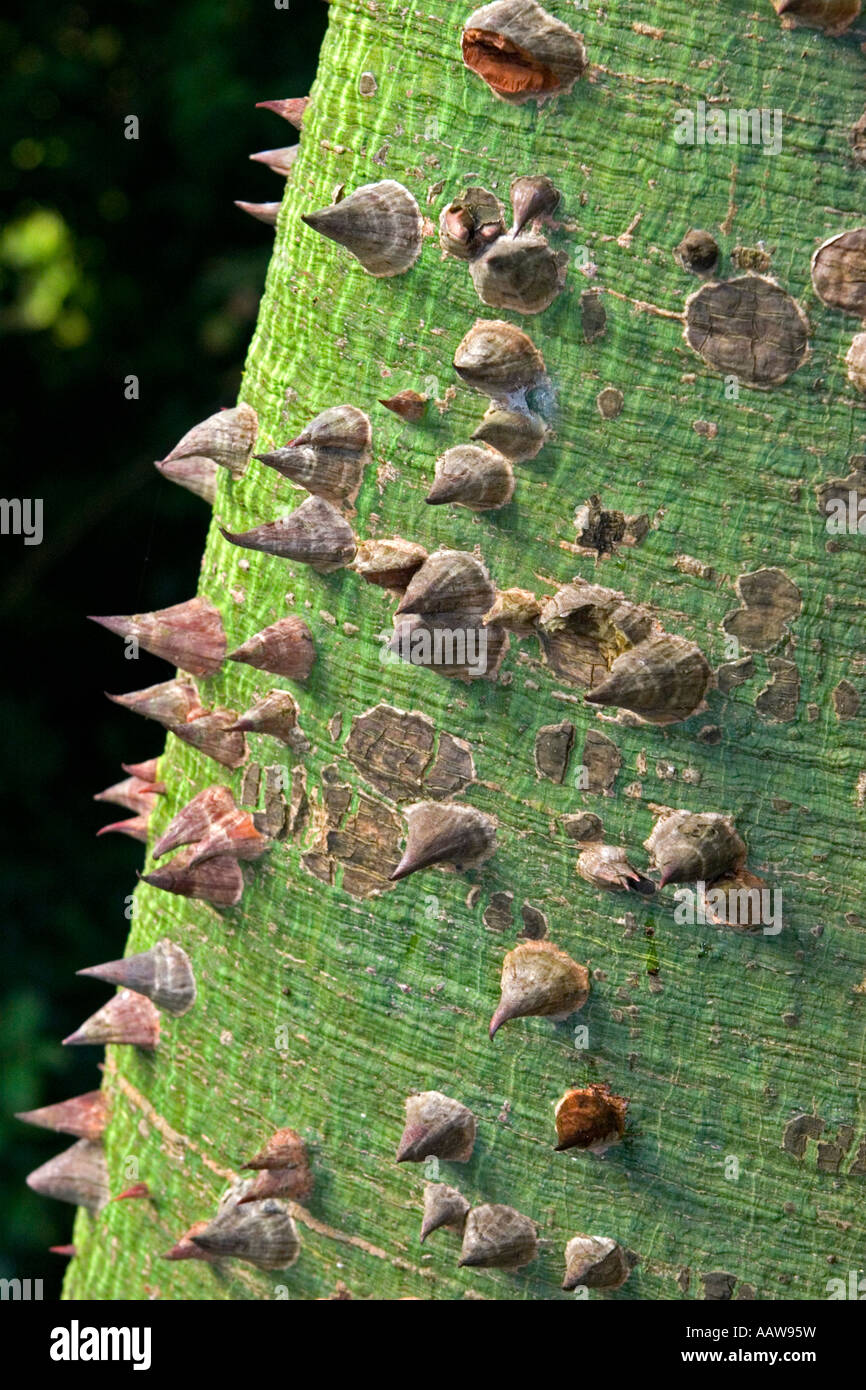 Spiky tree hires stock photography and images Alamy