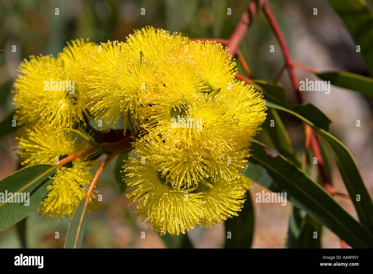 Eucalyptus (Eucalyptus erythrocorys) Tree in Bloom, Western Australia Stock Photo