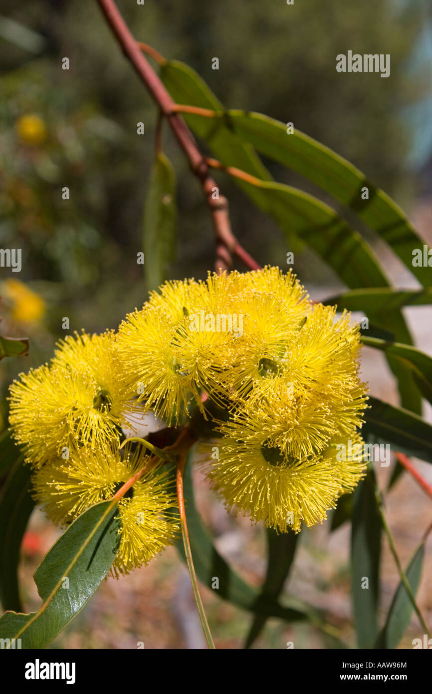 Eucalyptus (Eucalyptus erythrocorys) Tree in Bloom, Western Australia Stock Photo