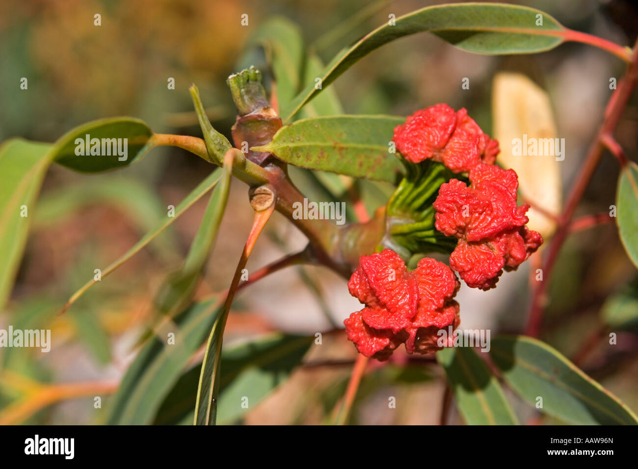 Eucalyptus (Eucalyptus erythrocorys) Tree Buds, Western Australia Stock Photo