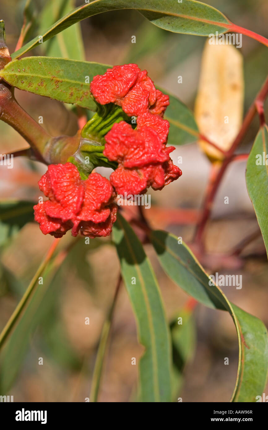 Eucalyptus (Eucalyptus erythrocorys) Tree Buds, Western Australia Stock Photo