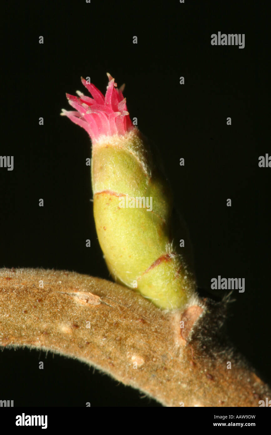 Female Corkscrew Hazel Flower Corylus avellana Contorta Stock Photo