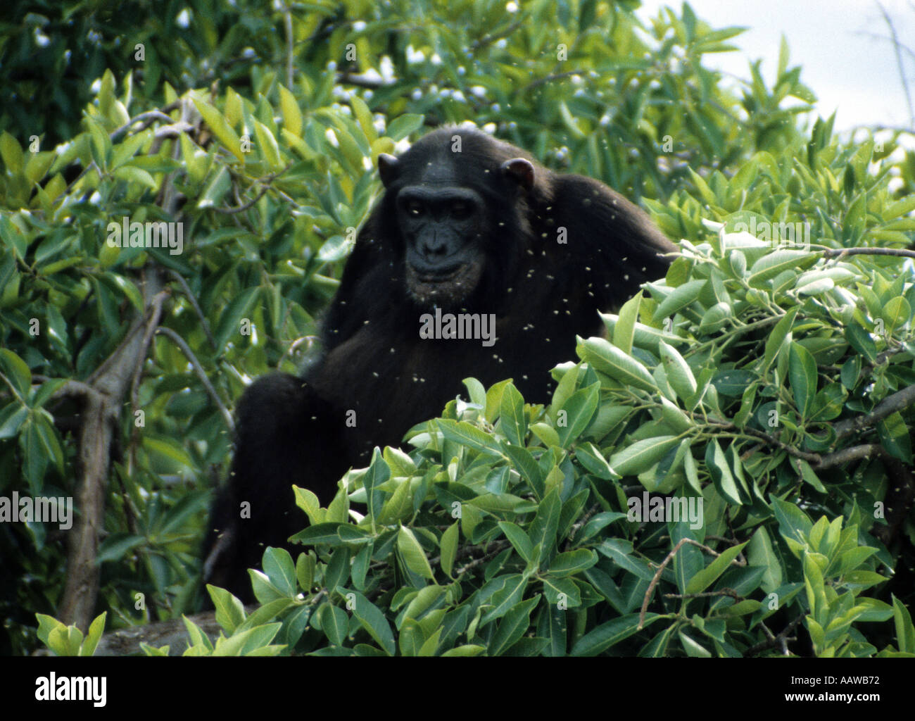 Elderly Chimp Uganda Stock Photo