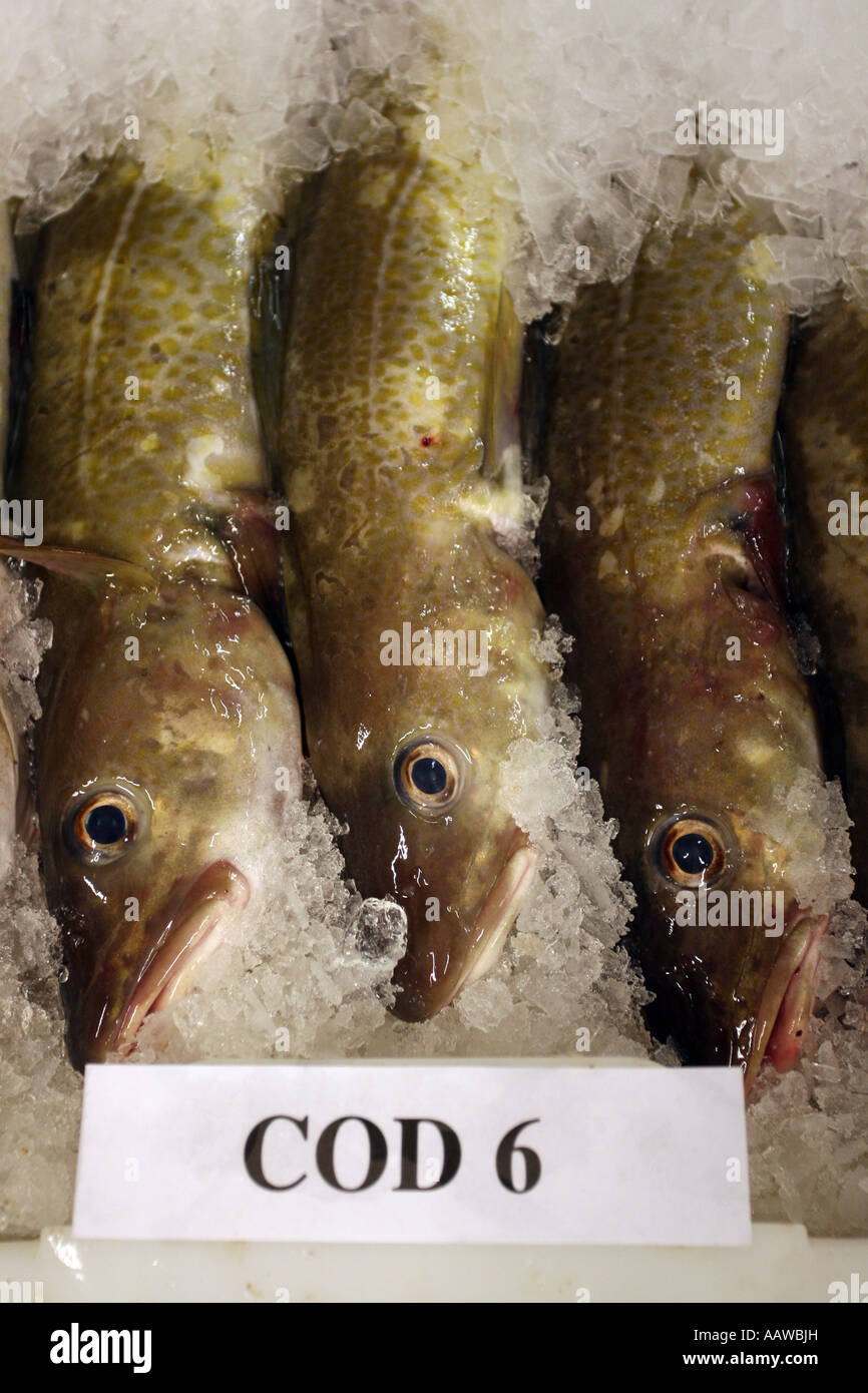 A box of fresh cod waiting to be sold at Peterhead Fishmarket